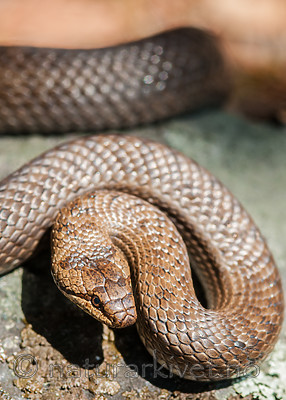 BB 11 0446 / Coronella austriaca / Slettsnok